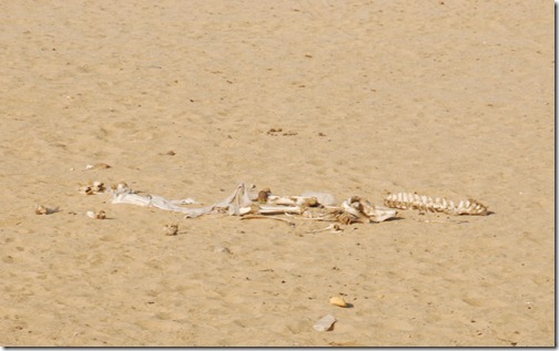 Camel skeleton in the Giza Pyramid Complex