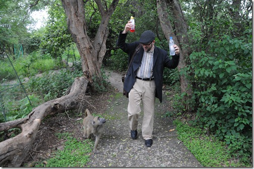 Agressive Baboon near Victoria Falls preparing to steal from me