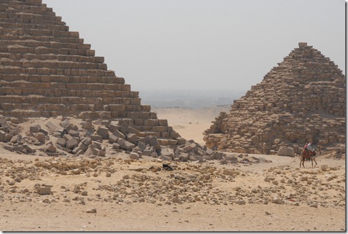 Camels near the Pyramids of Giza