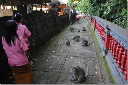 Monkeys in the Alas Kedaton Pura, Bali