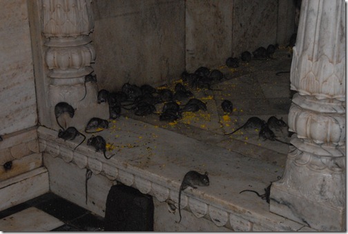 Rats Crawling around the Floor of the Karni Mata Temple (Rat Temple) near Bikaner, Rajasthan, India