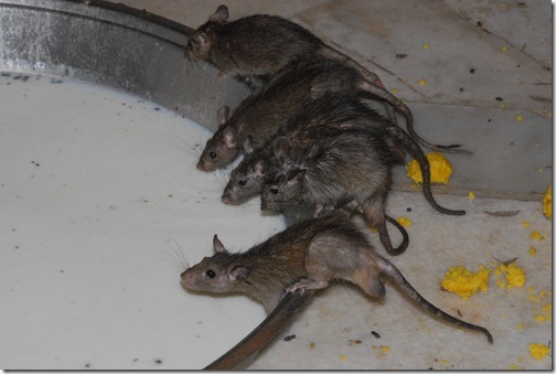 Rats drinking milk inside the Karni Mata Temple (Rat Temple) near Bikaner, Rajasthan, India