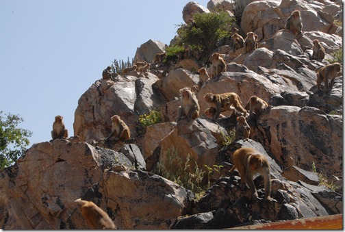 Rhesus macaque monkeys at Galtaji, near Jaipur, Rajasthan, India.  This place is also known as the "Monkey Temple" or Galwar Bagh.