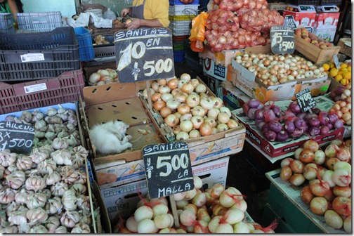 Kitten taking a nap in the Patronato market, Santiago, Chile