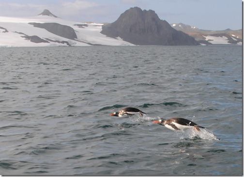 Gentoo penguins porpoising (leaping in the air) in the waters of Maxwell Bay, King George Island, Antarctica