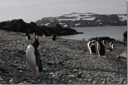 Gentoo penguins in the penguin rookery on Ardley Island, near King George Island, Antarctica
