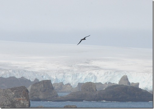 Rare albatross sighting over King George Island, Antarctica