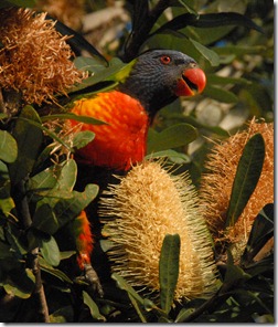 Rainbow Lorikeet