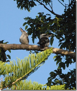 Laughing Kookaburras