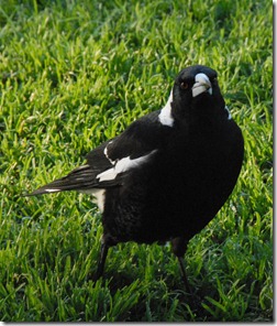 Australian Magpie