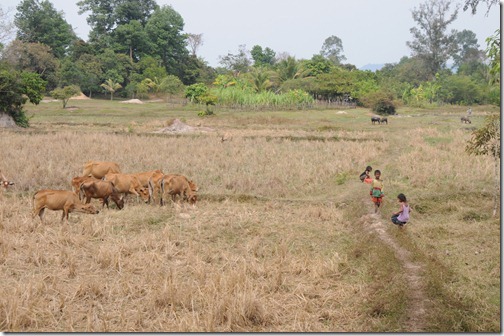 Village children and cows near Banteay Srei Temple, Cambodia