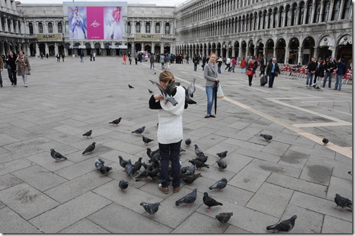 Pigeons in Piazza San Marco in Venice, Italy