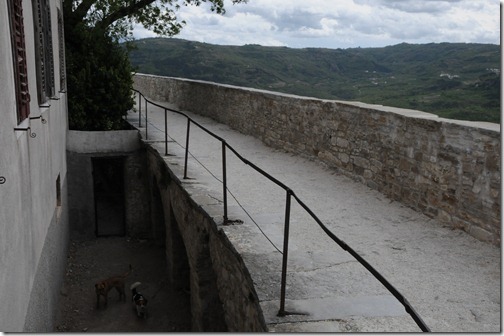 Truffle-sniffing dogs kenneled within the fortress of Motovun, Istria, Croatia