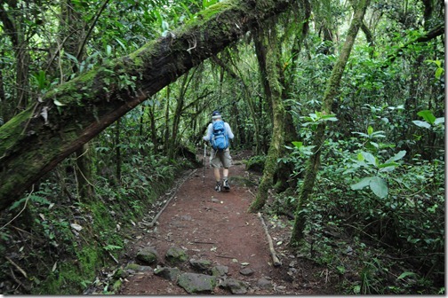 Hiking through the forest between Marangu Gate and Mandara Camp on Mount Kilimanjaro, Tanzania