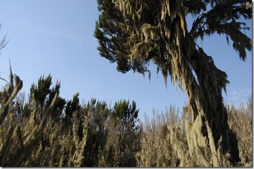 Changing vegetation on the hike from Mandara Huts to Horombo Huts, Mt. Kilimanjaro, Tanzania